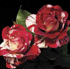 ROCK AND ROLL (hybrid tea)